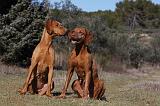 VIZSLA poil court 074